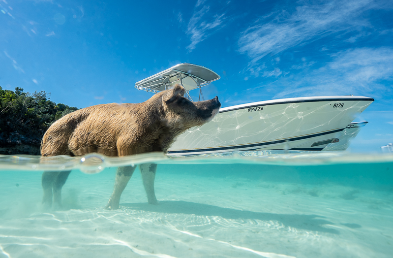 A swimming pig enjoys the crystal-clear turquoise waters of the Exumas, with a boat anchored nearby, showcasing the unique experiences of the Exuma Day Trip.