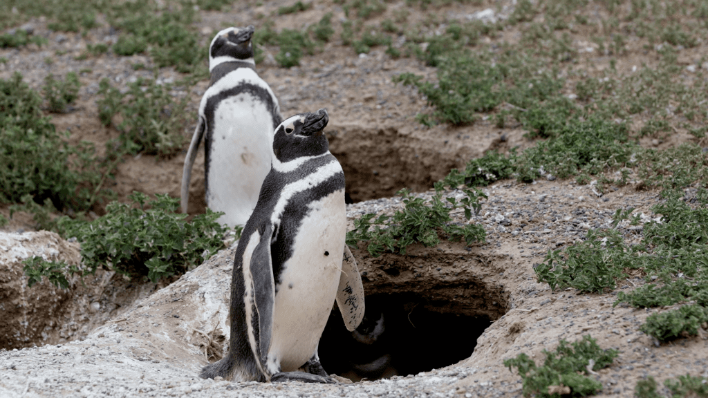 The world’s largest Magellanic penguin colony, seen on Krisztian's South American cruise