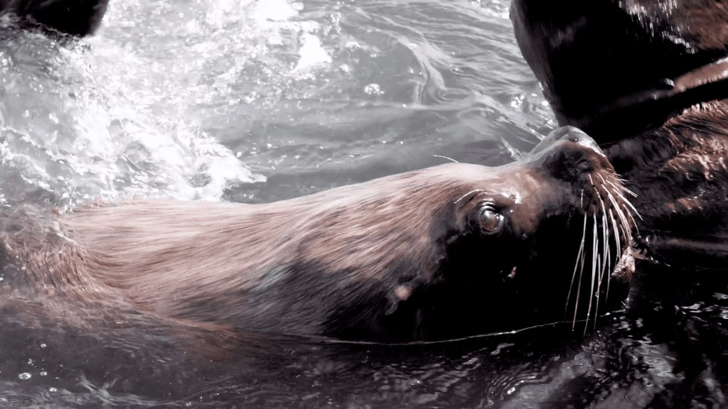 Sea lions spotted during Krisztian's South American cruise, after a scam