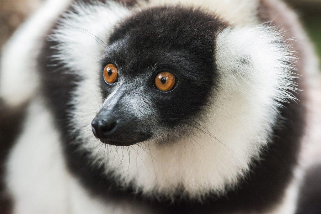 lemur, ruffed lemur, primate