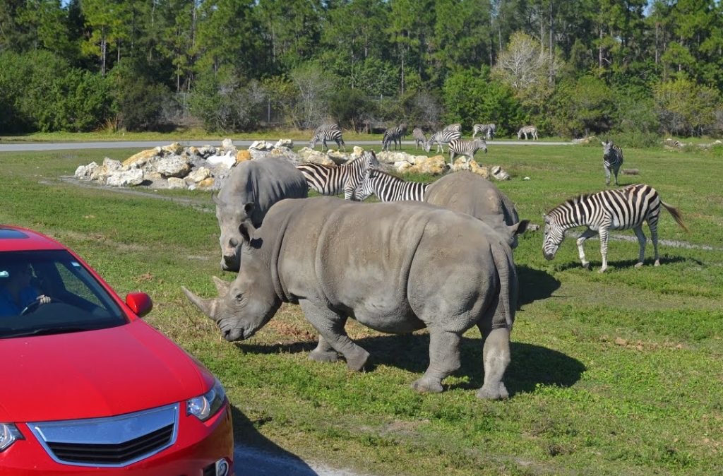 Close-up of rhinos and zebras at Lion Country Safari, with visitors driving through the safari park.