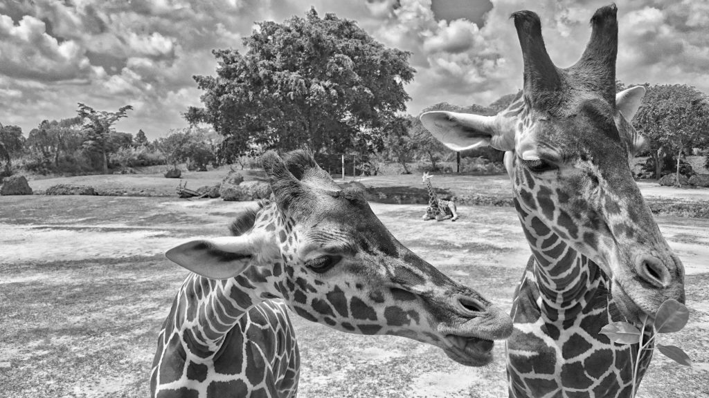 Close-up black and white portrait of giraffes at Miami Zoo showcasing their unique features.