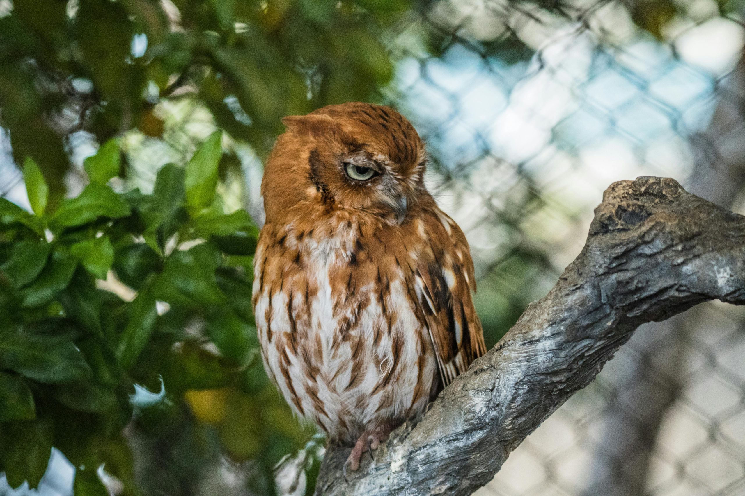 Close-up of an Eastern Screech Owl perched on a branch at a zoo in Miami.