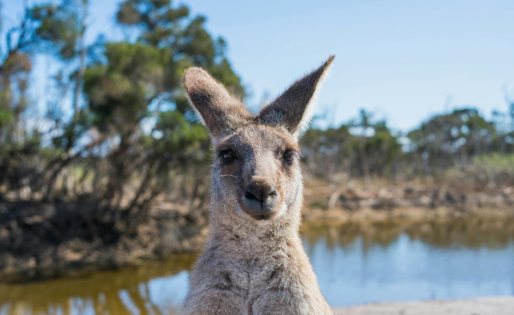 Portrait of a kangaroo by a pond in Melbourne, showcasing Australia's wildlife.